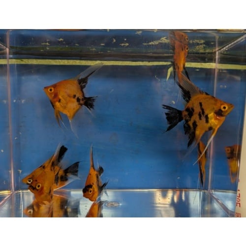 7 Standard Fin High Coverage Orange Koi Angels
