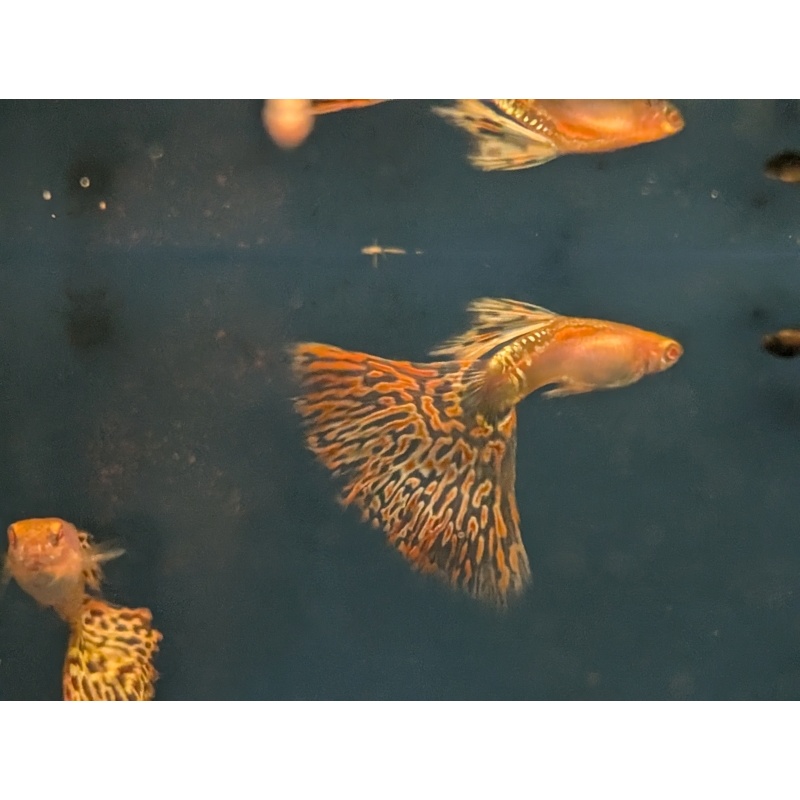 Albino Galaxy Guppies