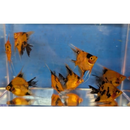 8 Standard Fin High Coverage Orange Koi Angels