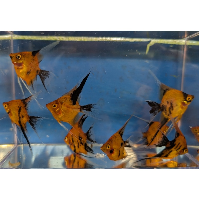 8 Veil Fin High Coverage Orange Koi Angels