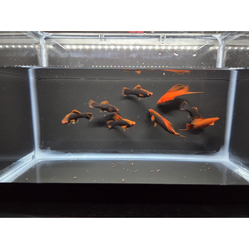 8 Red Alpha Swordtails