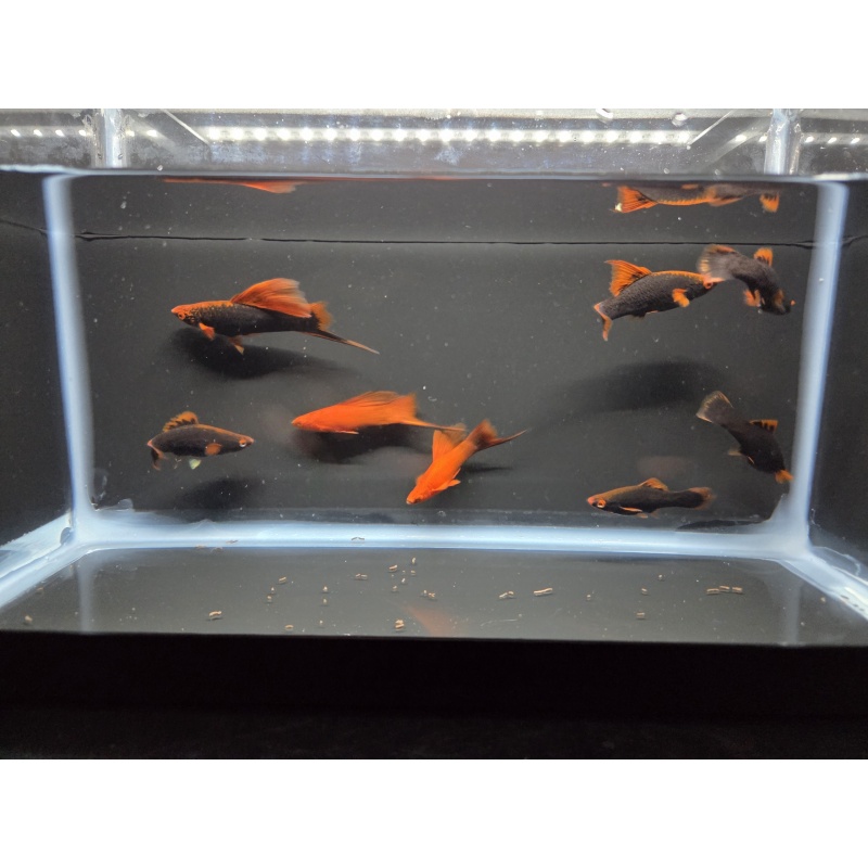 8 Red Alpha Swordtails