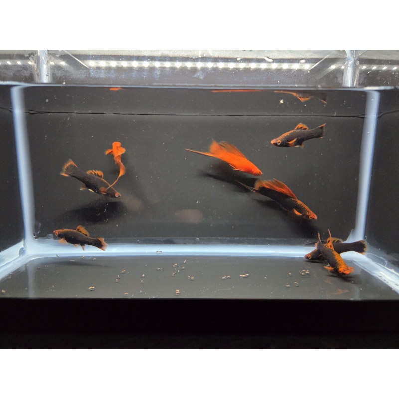 8 Red Alpha Swordtails