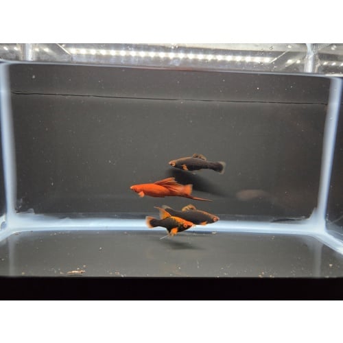 4 Red Alpha Swordtails