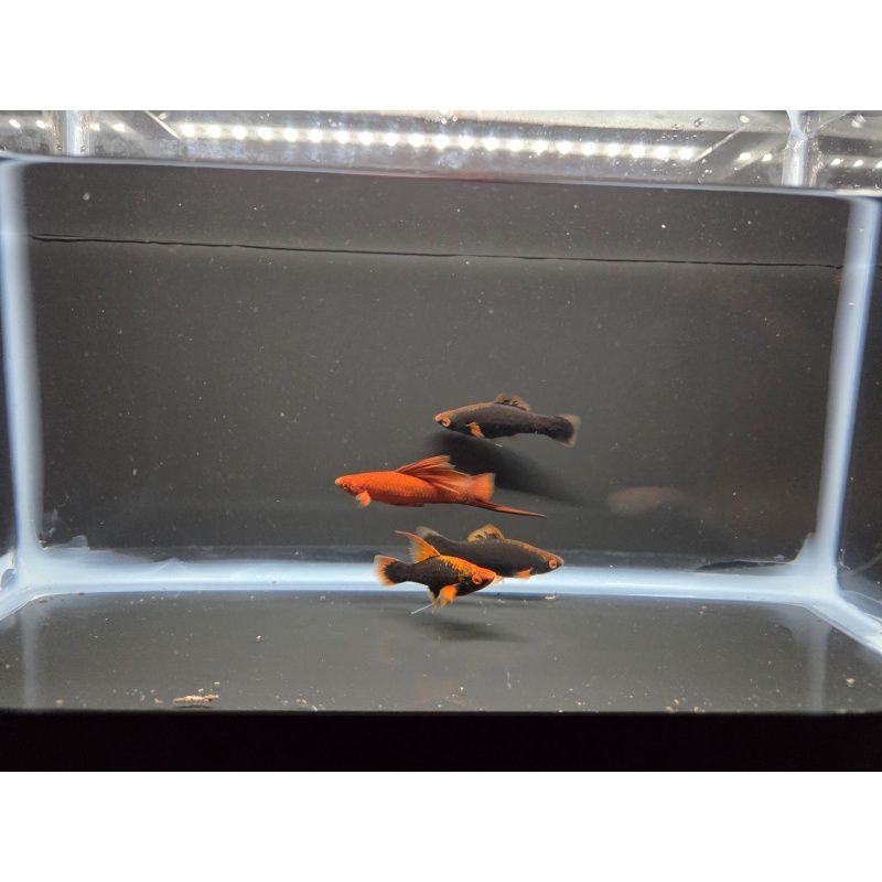 4 Red Alpha Swordtails