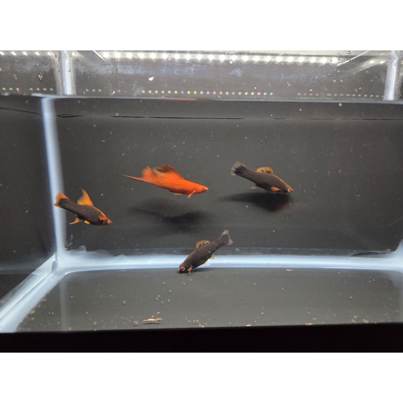 4 Red Alpha Swordtails