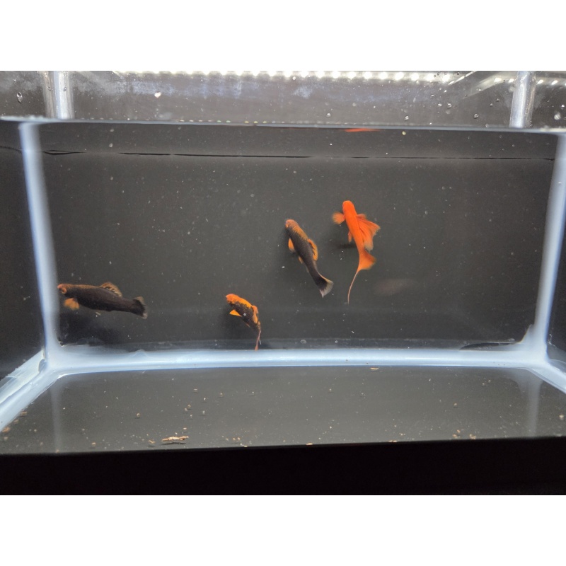 4 Red Alpha Swordtails
