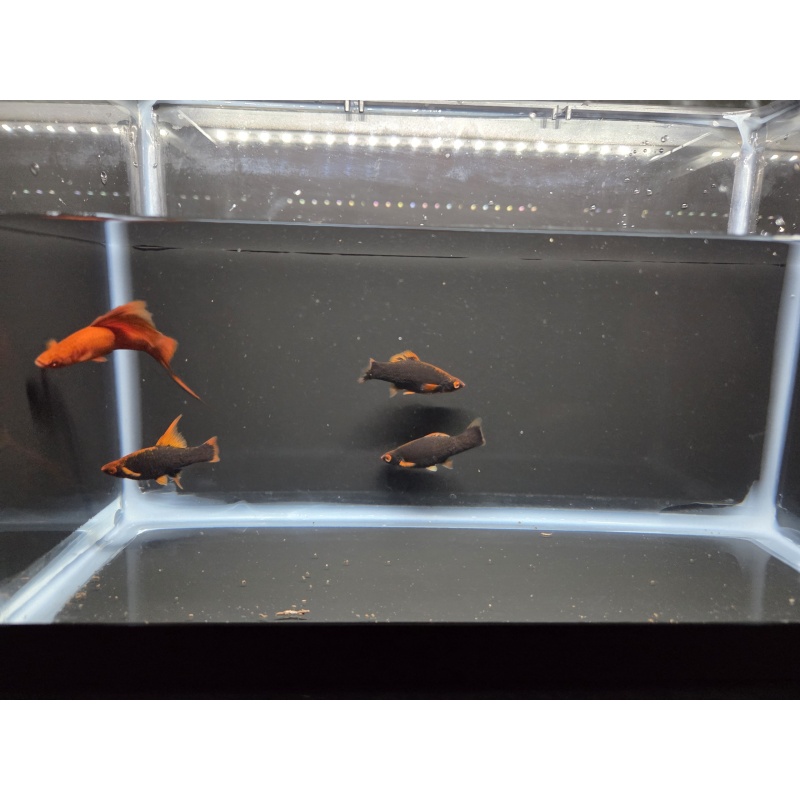 4 Red Alpha Swordtails