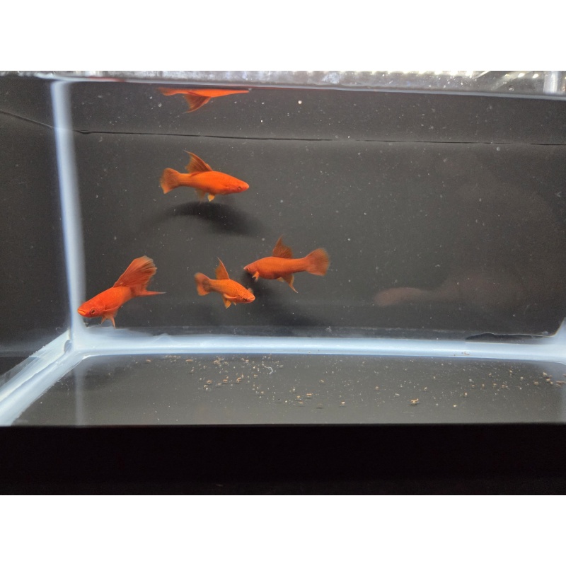 4 Ruby Red High Fin Swordtails