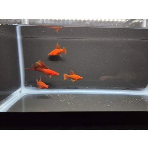 4 Ruby Red High Fin Swordtails