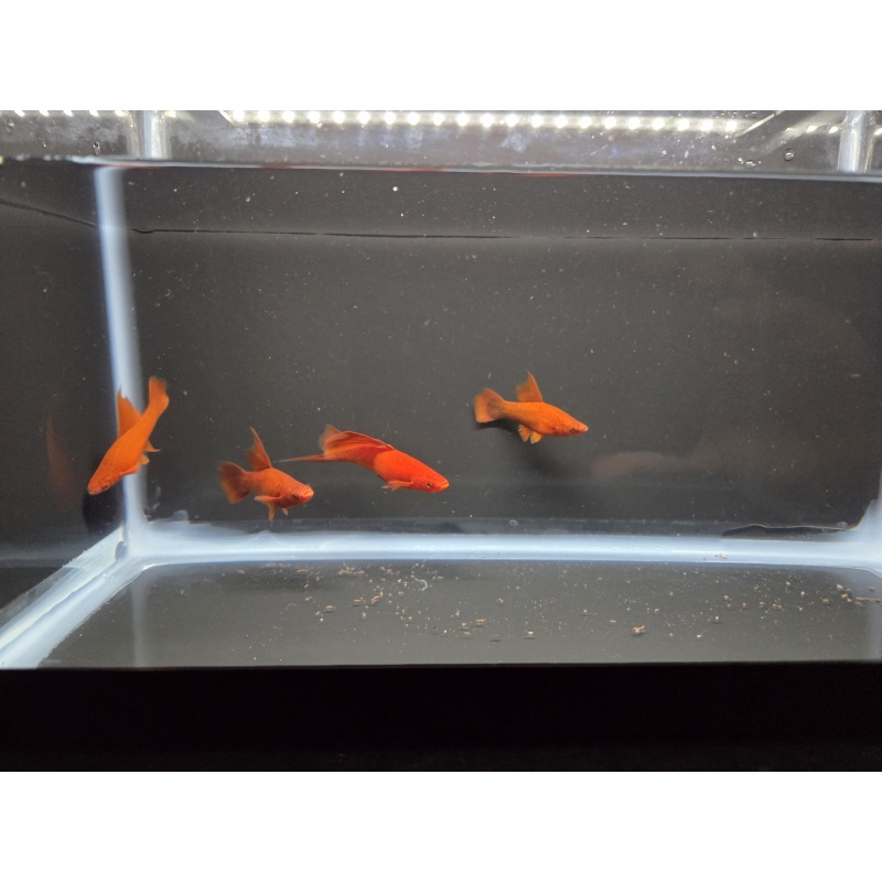 4 Ruby Red High Fin Swordtails