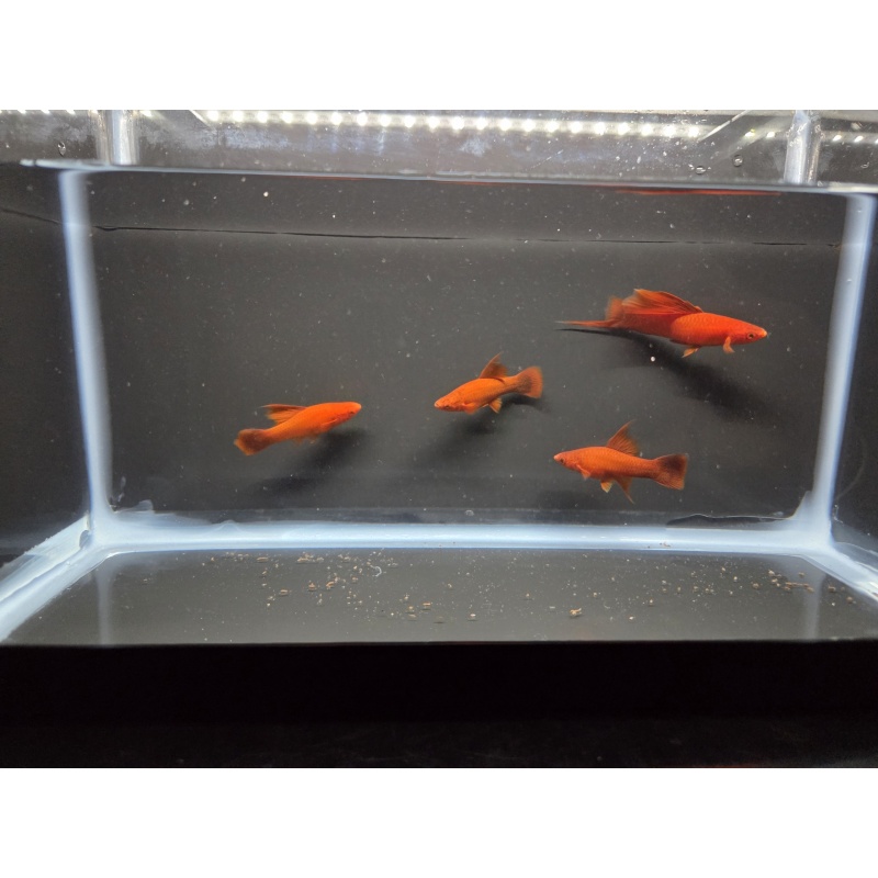 4 Ruby Red High Fin Swordtails