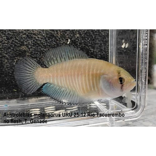 Austrolebias melanoorus URU 25-12 Rio Tacuarembo, weeks spawn