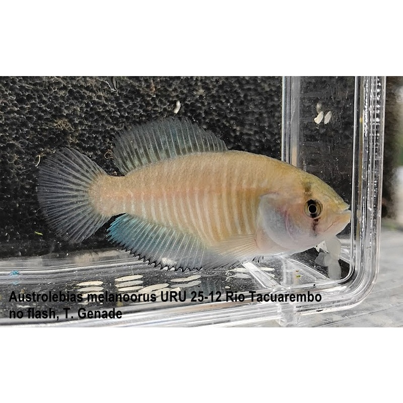 Austrolebias melanoorus URU 25-12 Rio Tacuarembo, weeks spawn