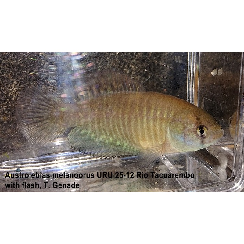 Austrolebias melanoorus URU 25-12 Rio Tacuarembo, weeks spawn
