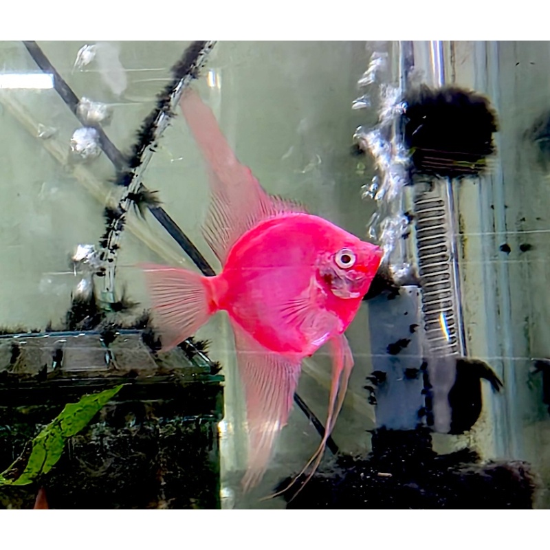 6+1 FREE! Starfire Red Angelfish