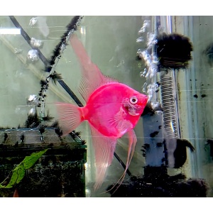 Long Island Angelfish