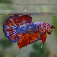Giant nemo fancy male 4 month