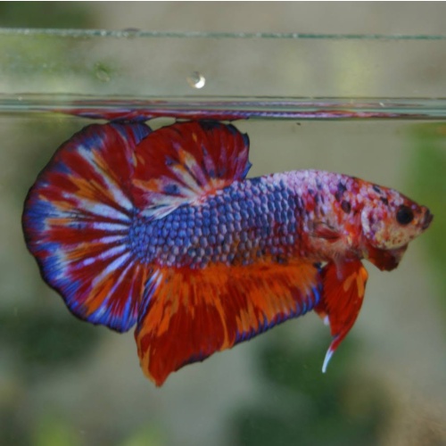 Giant nemo fancy male 4 month