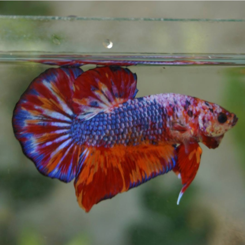 Giant nemo fancy male 4 month