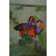 Giant black nemo male 3,5 month