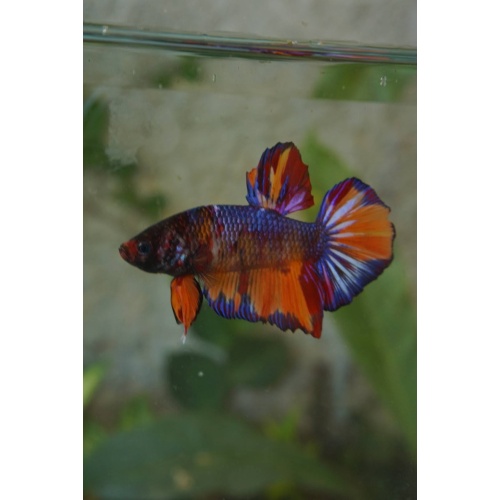 Giant black nemo male 3,5 month