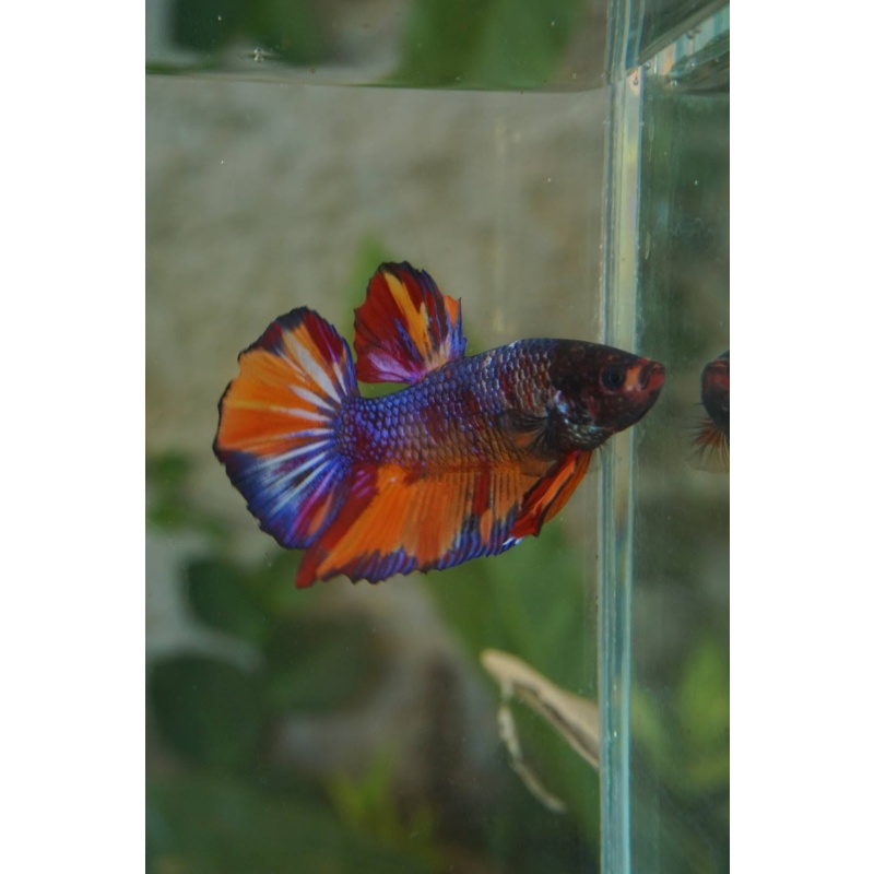 Giant black nemo male 3,5 month