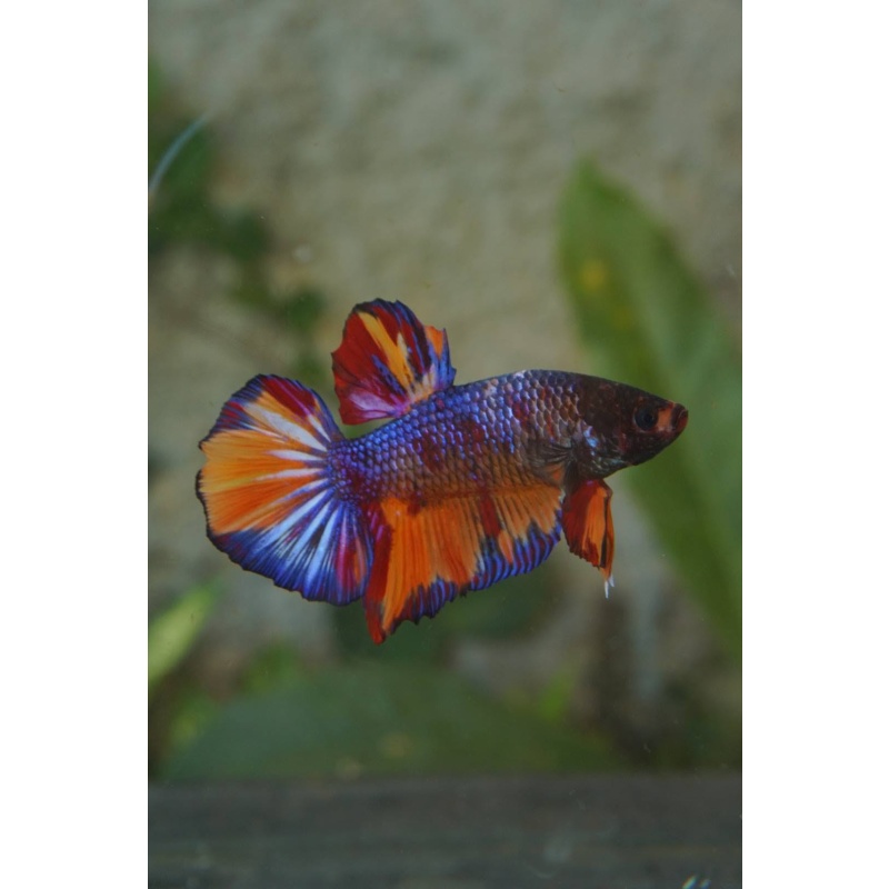 Giant black nemo male 3,5 month