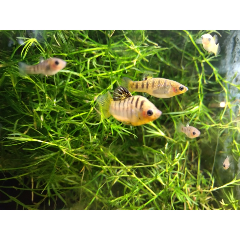 Limia nigrofasciata juvenile pack!