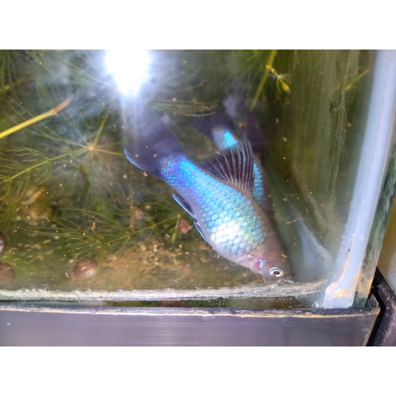Blue wag platy juvenile pack!
