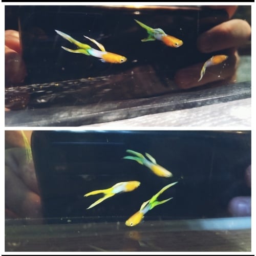 Israeli strain- Japan blue gold lyretails guppy trio!