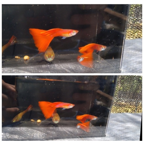 Full red delta black eye guppy trio!