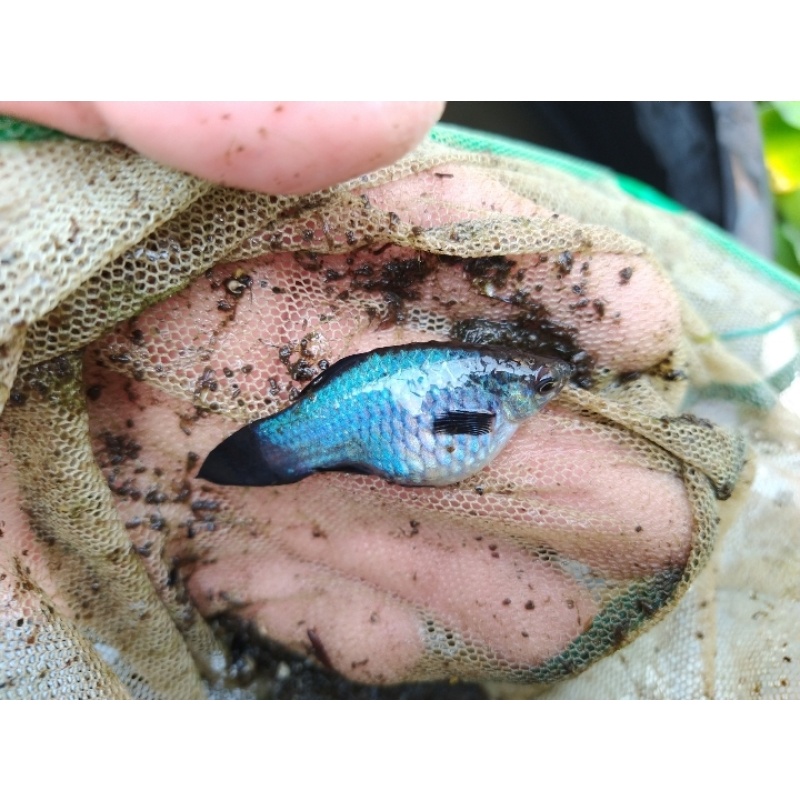 Blue wag platy juvenile pack!