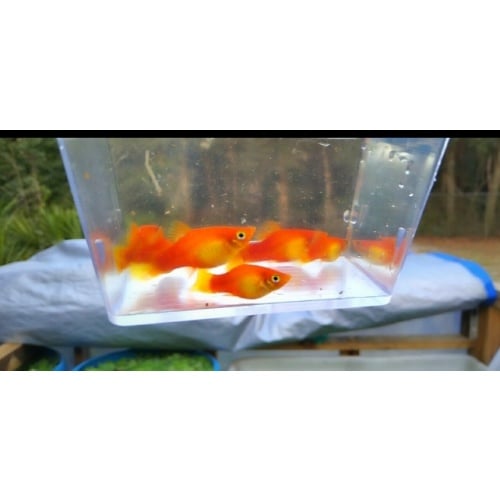 Sunset platys! Juvenile pack!