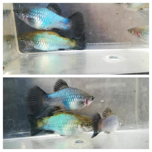 Blue wag platy juvenile pack!