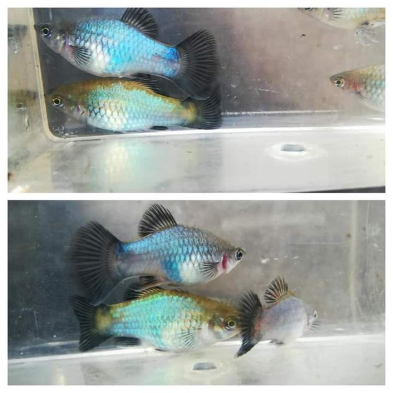 Blue wag platy juvenile pack!