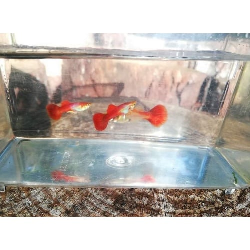 Red flamingo guppies! 2 pairs!