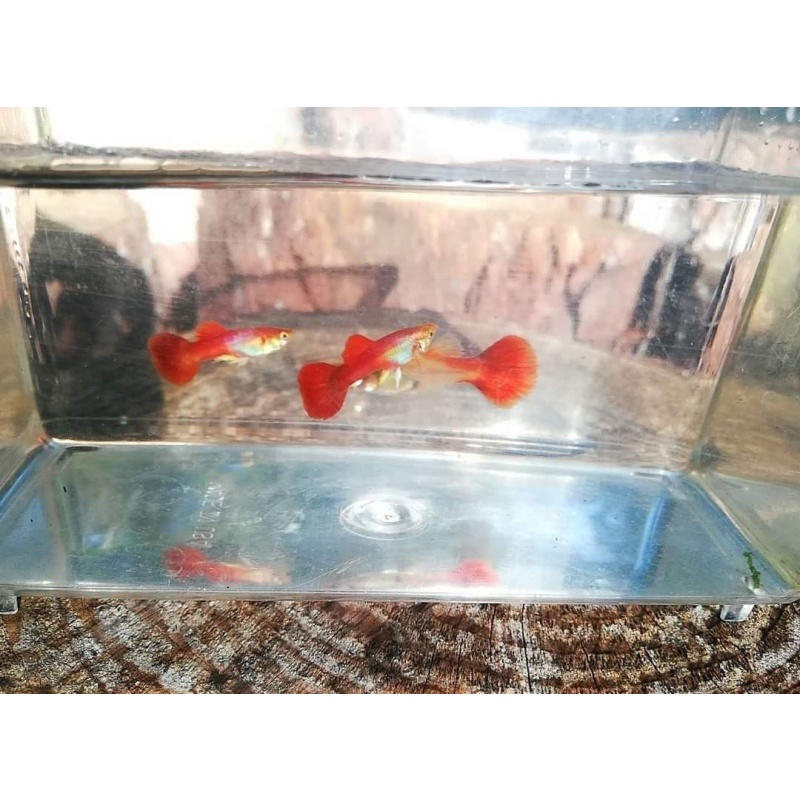 Red flamingo guppies! 2 pairs!