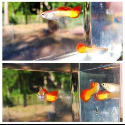 Tequila sunrise guppies! 2 trios!
