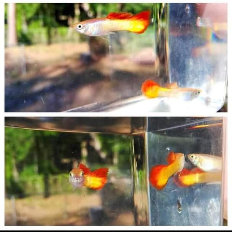 Tequila sunrise guppies! 2 trios!