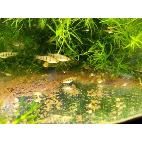 Tiger limia, limia islai!