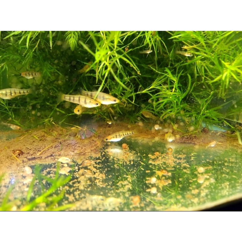 Tiger limia, limia islai!