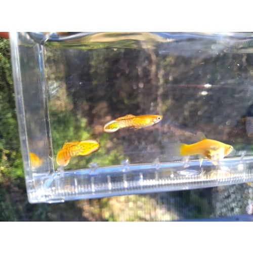 Yellow snakeskin spear tail guppy trio!