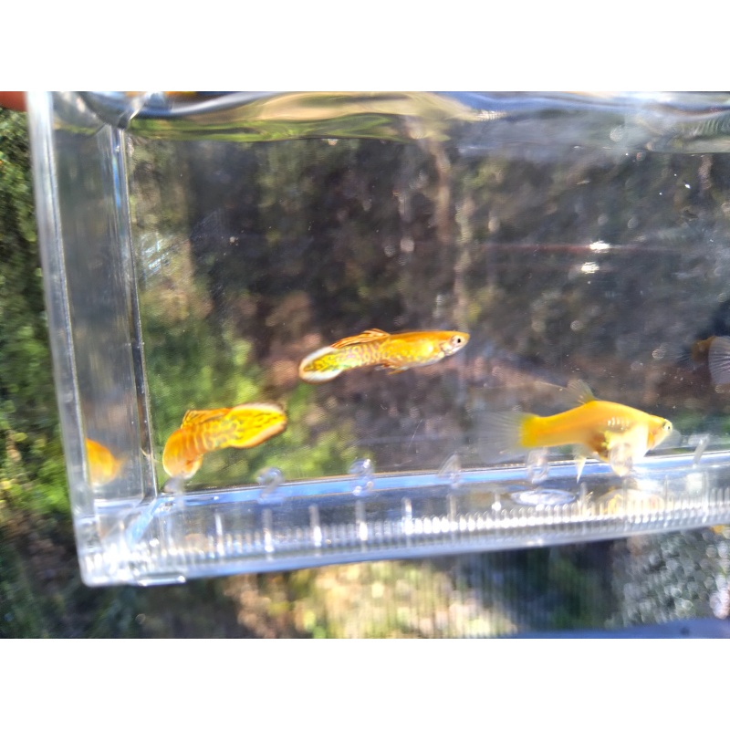 Yellow snakeskin spear tail guppy trio!