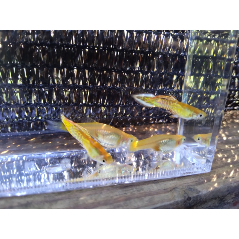 Yellow snakeskin spear tail guppy trio!