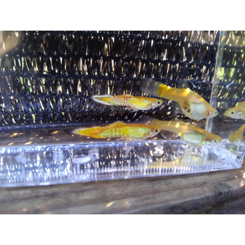 Yellow snakeskin spear tail guppy trio!