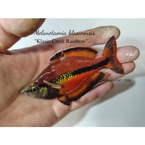 "Klasio Creek" rainbowfish Polymer Clay Fish Magnet
