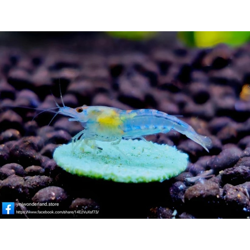 10+1 Blue Jelly Neocaridina Dwarf Shrimp - FAST SHIPPING
