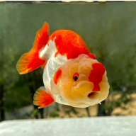 Fancy Goldfish Thai Lionchu Red & White