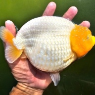 Fancy Goldfish Thai Lionchu White